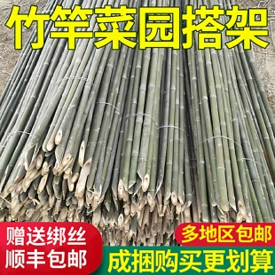 竹竿菜园搭架豆角黄瓜番茄爬藤架园艺篱笆围栏旗杆细竹子新品包邮