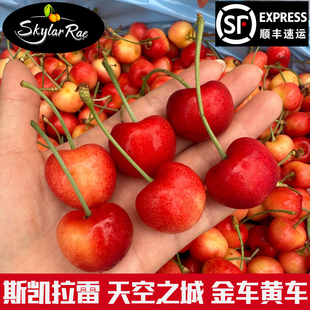 雷尼尔黄金车厘子美国进口高端水果skylar rae黄色黄樱桃斯凯拉雷