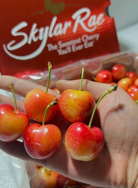 黑天鹅斯凯拉雷Skylar Rae黄樱桃智利金车厘子JJJ级新鲜脆甜多汁
