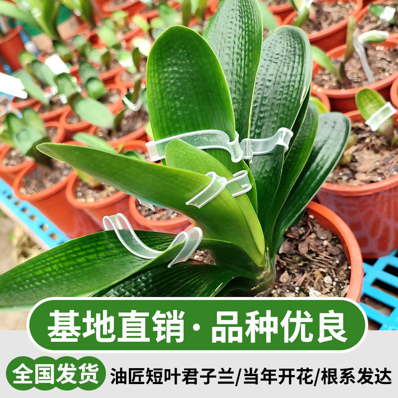 君子兰油匠短叶盆栽老苗四季开花好养花卉植物室内阳台