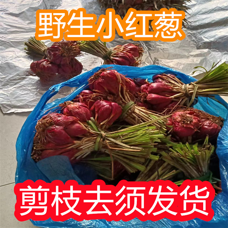 云南野生小红葱药用红葱头小红蒜珠葱