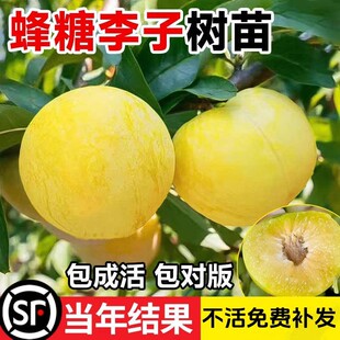 李子树苗蜂糖李子树西梅三华李早熟嫁接苗南方北方当年种植结果苗