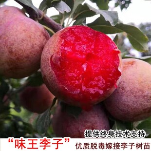 新品种果苗美国杏李味王李子苗嫁接杏树晚熟庭院种植南北方果树苗