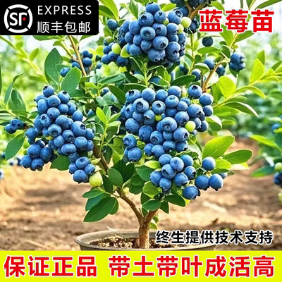 蓝莓树果苗蓝莓苗耐寒盆栽地栽带土果树苗南方北方四季种植苗果树