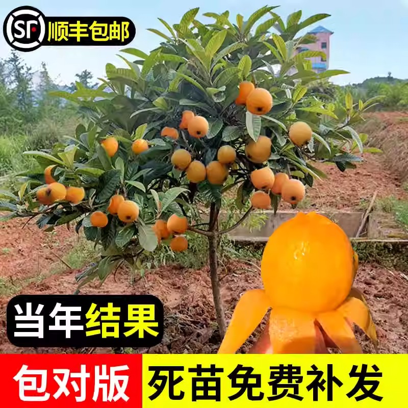 枇杷果苗无核嫁接砂糖枇杷树苗盆栽庭耐寒南北方四季种植当年结果