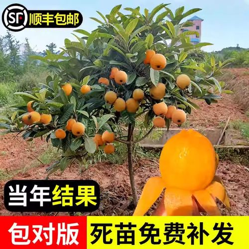 枇杷果苗无核嫁接砂糖枇杷树苗盆栽庭耐寒南北方四季种植当年结果
