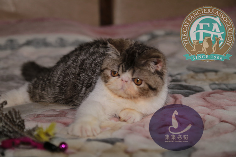 集集名猫 异国短毛猫 加菲 虎斑加白弟弟 SOLD新家