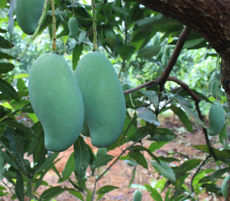 农家果园自摘 大桂七芒果新鲜水果 广西百色田东特产芒果5斤包邮