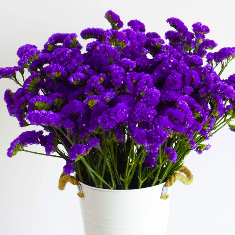 紫色勿忘我鲜花满天星风干干花花干花