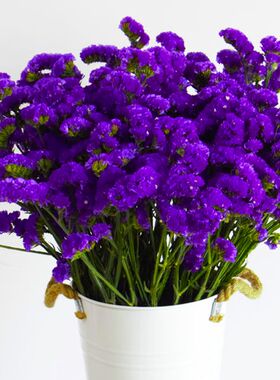 紫色勿忘我鲜花满天星风干干花花束真花装饰客厅摆件干花真花风干