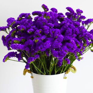 饰客厅摆件干花真花风干 紫色勿忘我鲜花满天星风干干花花束真花装