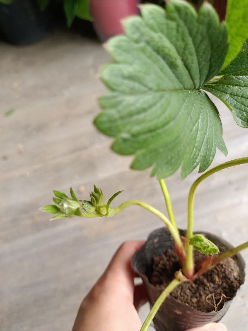 奶油草莓苗红颜草莓苗久香草莓苗盆栽地栽室内室外10颗