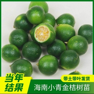 海南青金桔柠檬苗正品嫁接小青桔大苗小青柠带果带土盆栽当年结果