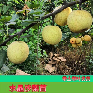水晶沙梨树苗优良嫁接庭院盆栽黄花梨果树苗山岭地栽南方种植果苗