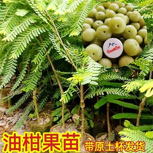 油柑树苗正宗嫁接特大余柑果树苗牛柑子苗树带土南方种植当年结果