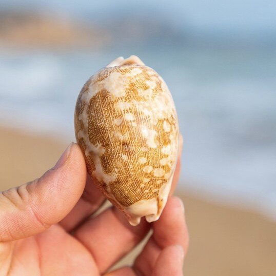 自然超大海螺大贝壳大海星地图宝螺鱼缸珊瑚摆件造景地中海装饰品
