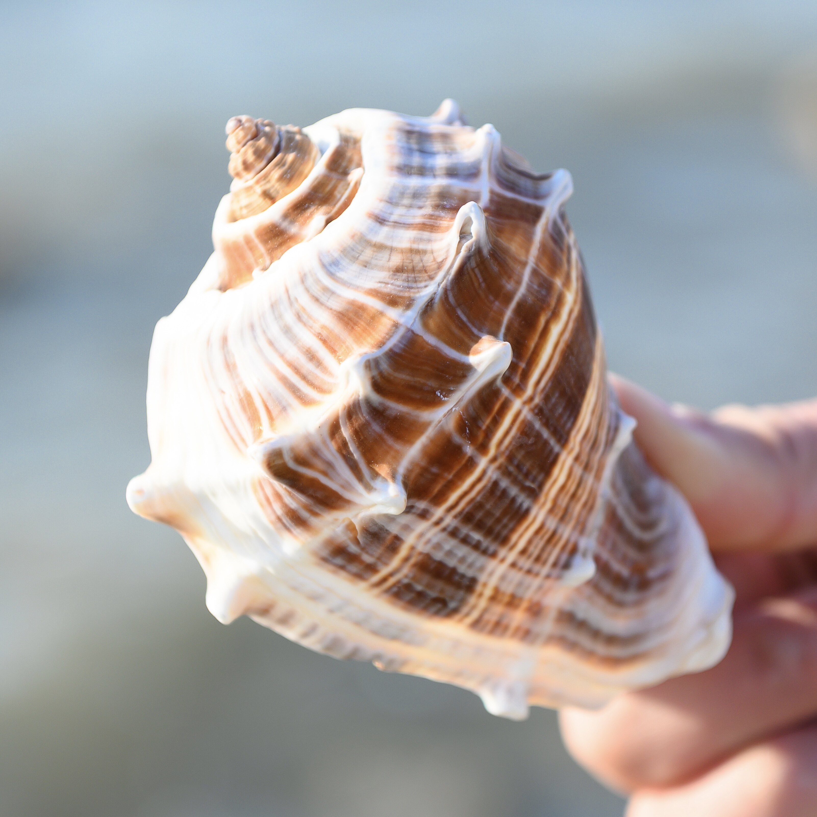 天然超大海螺贝壳菲律宾刺猬香螺标本收藏鱼缸造景居家招财摆件
