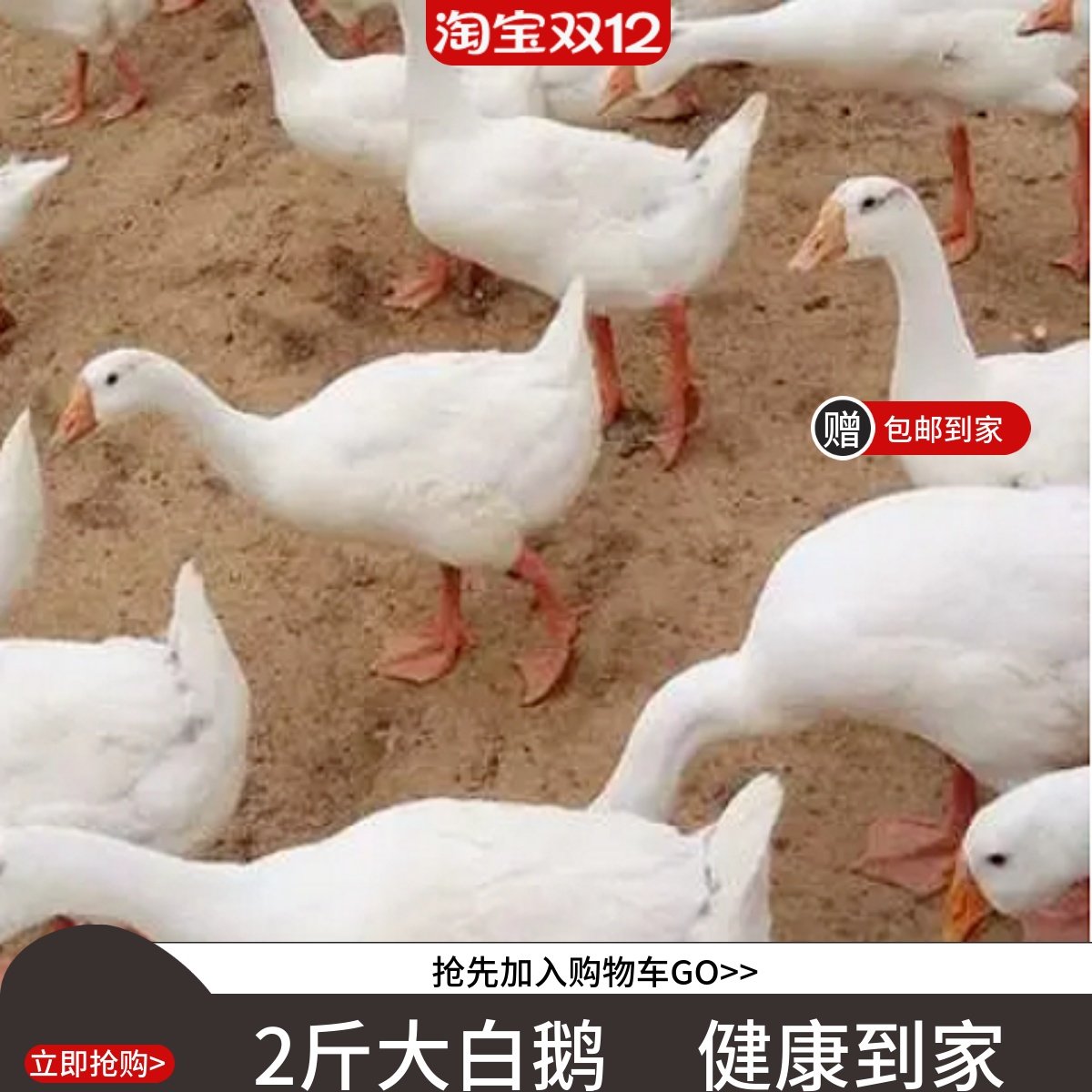 活体鹅二斤鹅四季鹅宠物鸭活鹅成年宠物鹅四季鹅3斤三花鹅