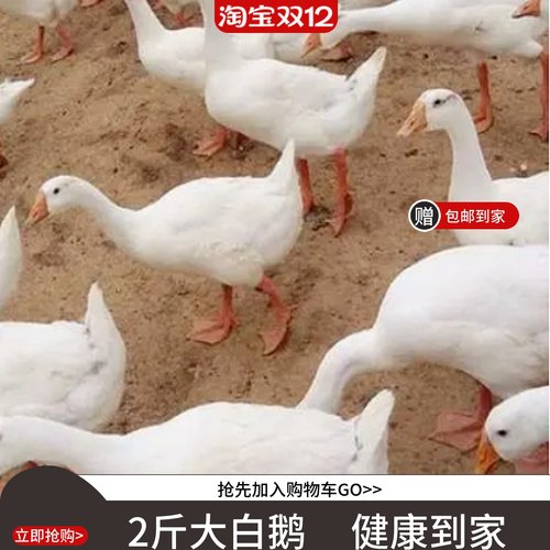 活体鹅二斤鹅四季鹅宠物鸭活鹅成年宠物鹅四季鹅3斤三花鹅