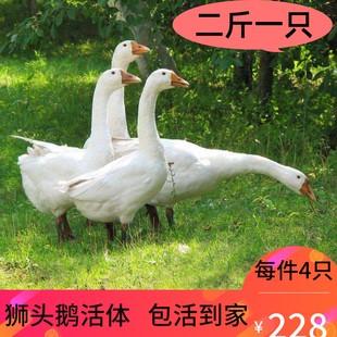 蛋鹅二斤鹅活体 2斤狮头鹅三花六斤五龙鹅3斤活鹅大白鹅五龙鸭四季