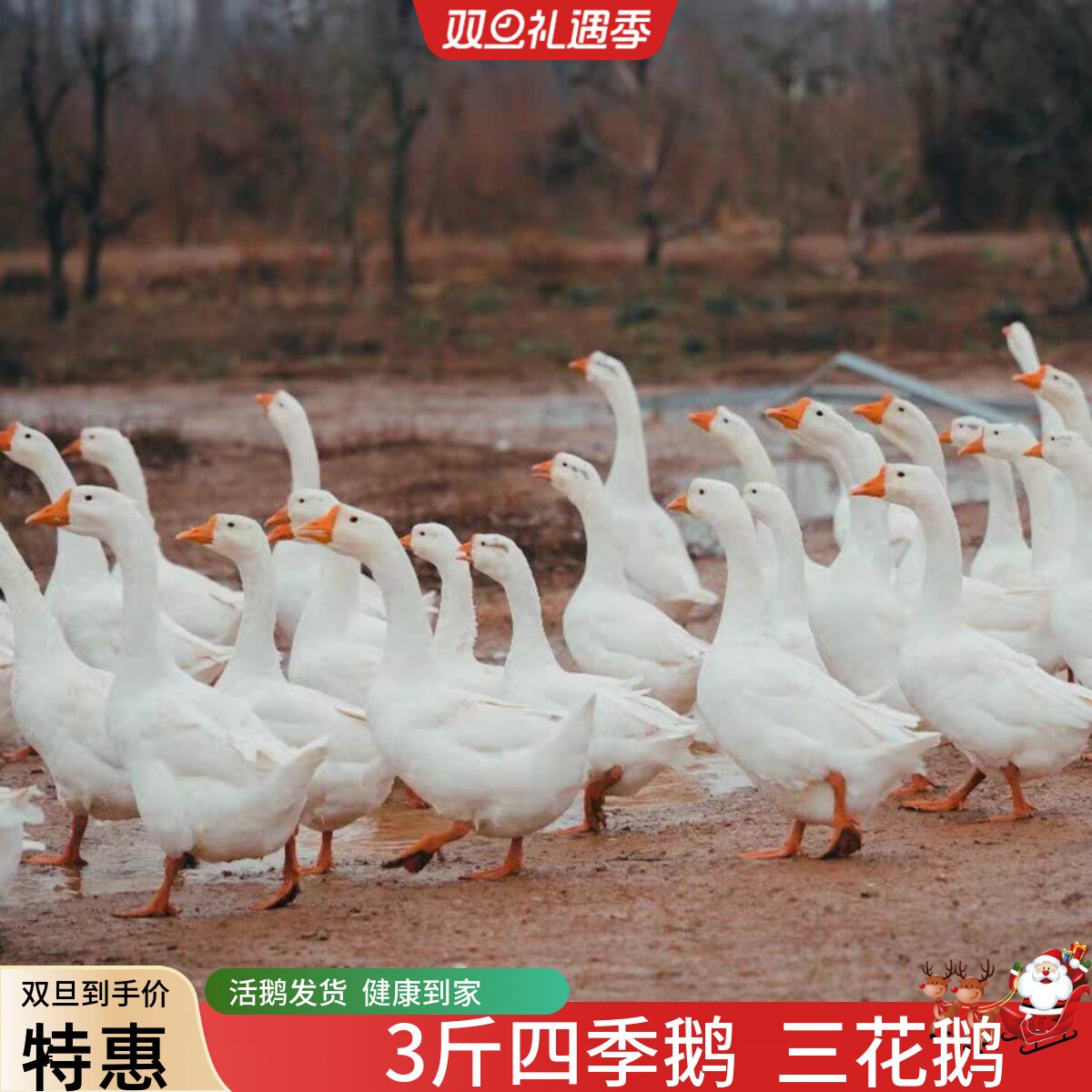 大白鹅活体鹅四季鹅狮头鹅宠物鸭二斤鹅四季鹅大白鹅活鹅成年