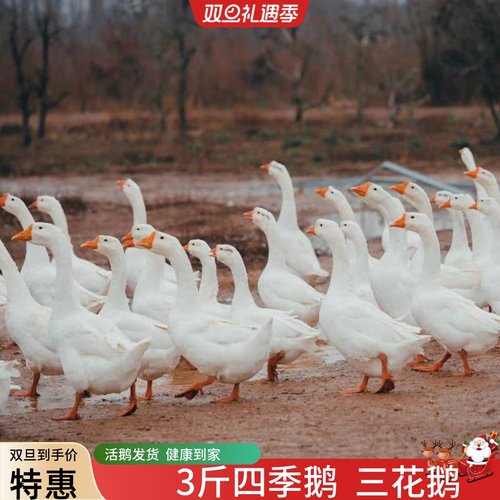 大白鹅活体鹅四季鹅狮头鹅宠物鸭二斤鹅四季鹅大白鹅活鹅成年