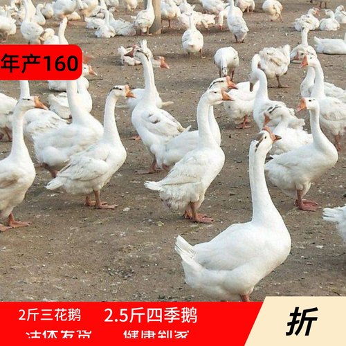 五龙产蛋王鹅活体鹅四季鹅狮头鹅三花鹅活鹅宠物鸭二斤鹅四季鹅