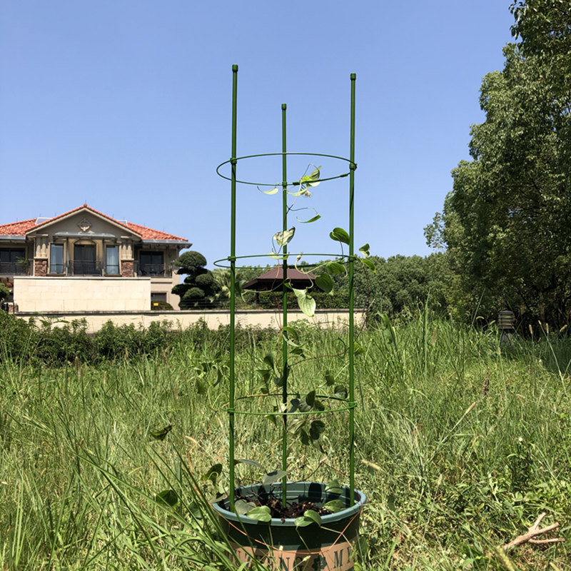 球兰山乌龟甲龙月季铁线莲花架爬藤架子攀爬植物支架杆牵引扶直架