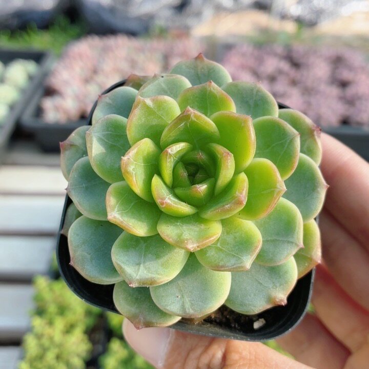 糖葫芦  多肉植物新手组合套餐盆栽好养易活精品高颜值（20包邮