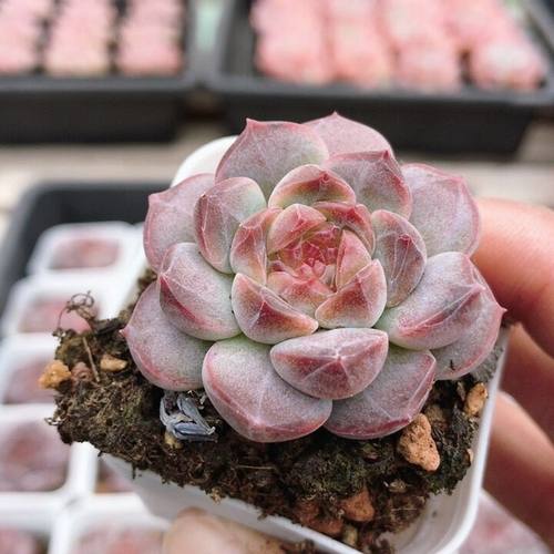 紫琥珀  多肉植物稀有品种阳台高颜值好养植物花卉盆栽（20包邮）