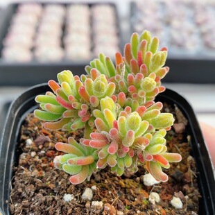 荧光兔枝干 包邮 可爱多肉植物新手阳台好养稀有花卉小盆栽
