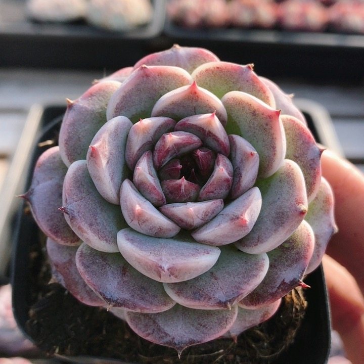 天鹅绒 稀有多肉植物窗台阳台好养高颜值名贵花卉盆栽（20包邮）,鲜花速递/花卉仿真/绿植园艺,多肉植物,淘宝优惠券,粉丝福利购,淘宝优惠卷