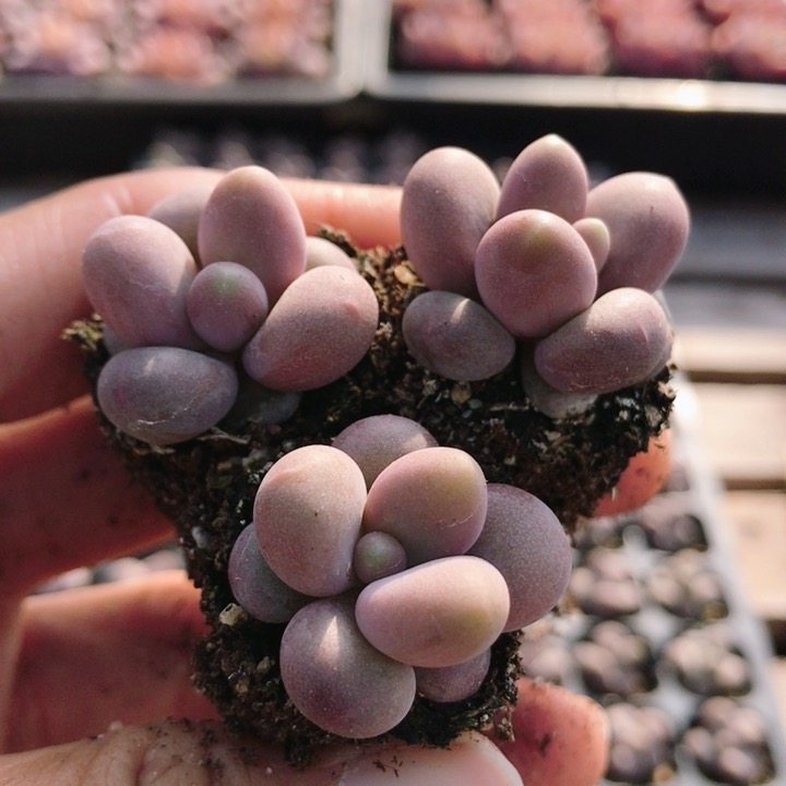 紫色奶酪  多肉植物新手阳台办公室好养花卉精品小盆栽（20包邮）,鲜花速递/花卉仿真/绿植园艺,多肉植物,淘宝优惠券,粉丝福利购,淘宝优惠卷