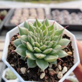 包邮 名贵多肉植物阳台好养高颜值稀有花卉植物盆栽 银星