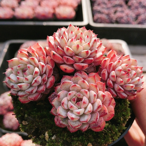 粉姬莲  稀有多肉植物新手阳台好养高颜值花卉绿植盆栽（20包邮）