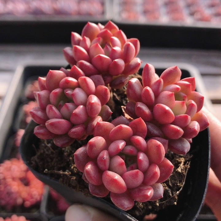 红宝石  多肉植物盆栽萌肉肉阳台好养易活绿植小盆栽（20包邮）