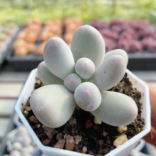 米可奶  高颜值精品多肉植物盆栽新手花卉阳台稀有品种（20包邮）