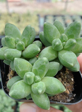 千代田之松  精品多肉植物绿植客厅花卉阳台观赏好养盆栽（20包邮