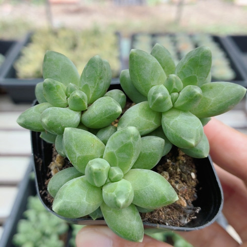 千代田之松  精品多肉植物绿植客厅花卉阳台观赏好养盆栽（20包邮