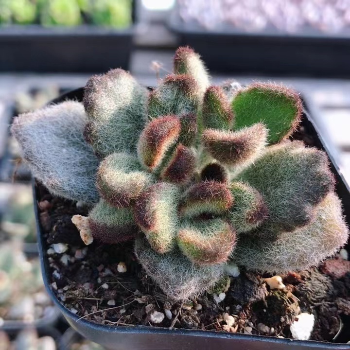泰迪熊  多肉植物盆栽小绿植花卉好养阳台窗台室内肉肉（20包邮）