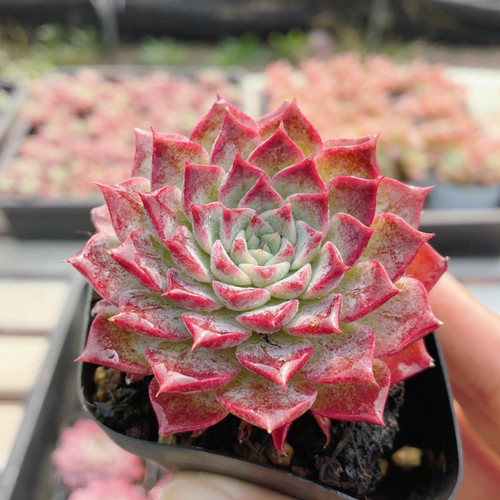 腮红  稀有多肉植物阳台好养精品高颜值花卉绿植盆栽（20包邮）
