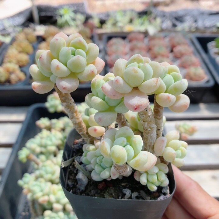 罗琦  精品多肉植物阳台办公室内高颜值好养小盆栽（20包邮）