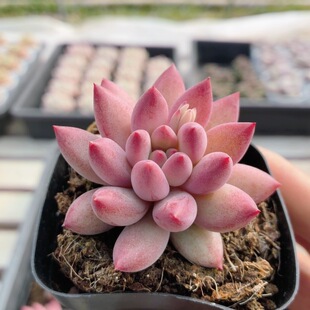 金鱼姬 包邮 多肉植物阳台窗台好养稀有高颜值绿植花卉盆栽