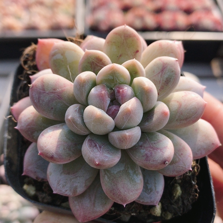 冰璀  精品多肉植物可爱阳台好养高颜值小盆栽绿植花卉（20包邮）,鲜花速递/花卉仿真/绿植园艺,多肉植物,淘宝优惠券,粉丝福利购,淘宝优惠卷