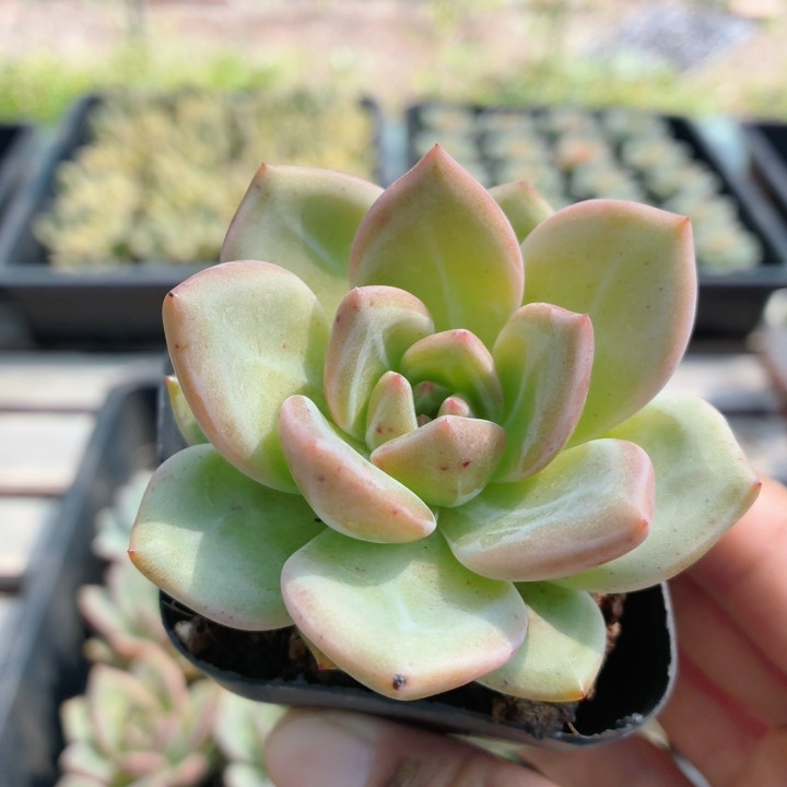 香槟  多肉植物稀有名贵阳台办公室好养绿植花卉盆栽（20包邮）
