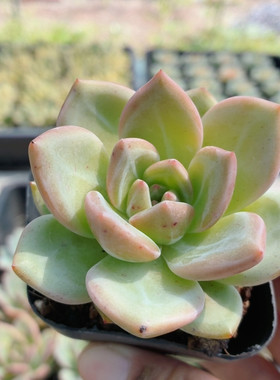 香槟  多肉植物稀有名贵阳台办公室好养绿植花卉盆栽（20包邮）