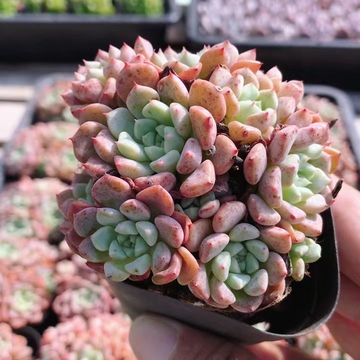 可爱泡泡  多肉植物盆栽绿植肉肉办公室内花卉办公桌面(20包邮