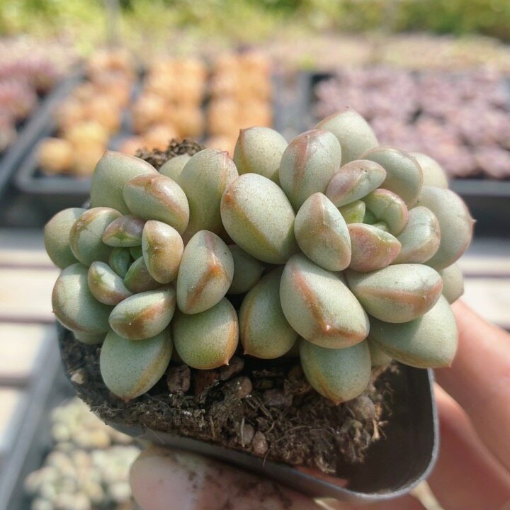 葡萄  稀有名贵多肉植物盆栽阳台好养高颜值花卉绿植（20包邮）