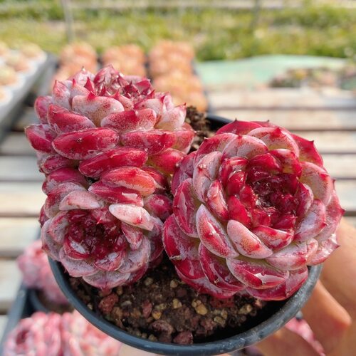 天鹅绒  高颜值多肉植物阳台办公室内花卉绿植小盆栽（20包邮）