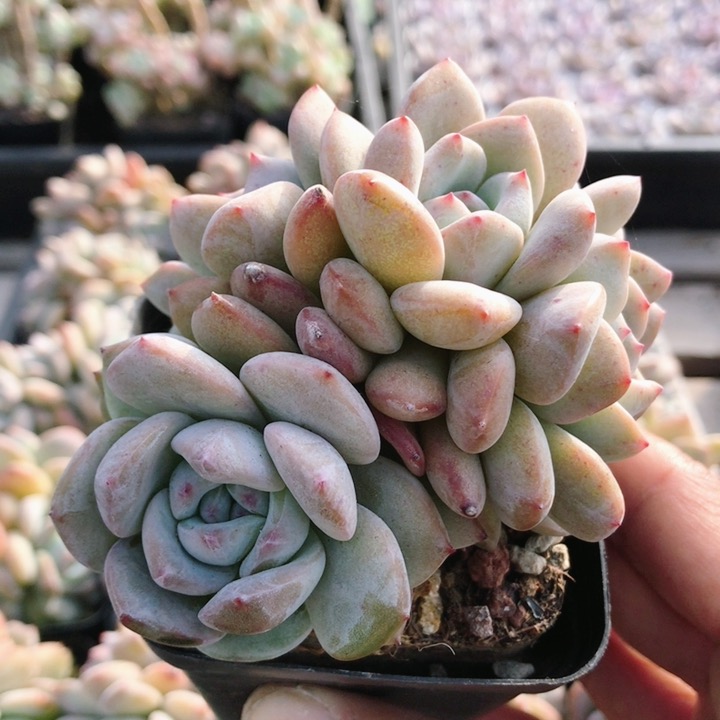 群生橙梦露  精品粉色名贵多肉植物室内小盆栽办公室肉肉（20包邮